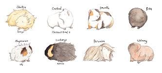 333x151 image result for cute guinea pig drawing guinea pigs - Cute Guinea Pig Drawings