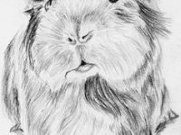 200x150 inspirational guinea pig drawing - Cute Guinea Pig Drawings