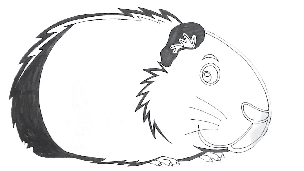 1280x720 pig draw how to draw a cute guinea pig step - Cute Guinea Pig Drawings