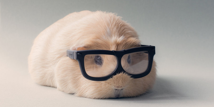 700x350 booboo and his friends are the most adorable guinea pigs - Cute Guinea Pig Drawings