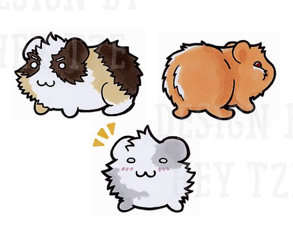 570x453 collection of free piggy clipart skinny pig sales clipart - Cute Guinea Pig Drawings