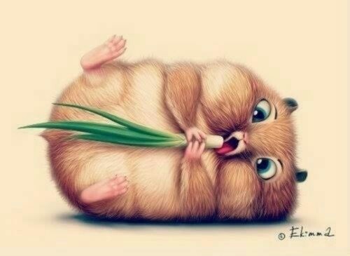 500x365 Image In Cute Drawings Collection - Cute Hamster Drawing