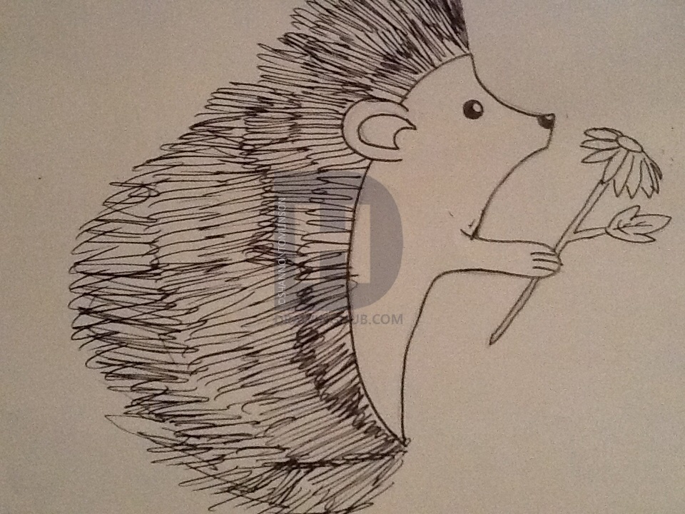 960x720 Cute Hedgehog Drawing - Cute Hedgehog Drawing