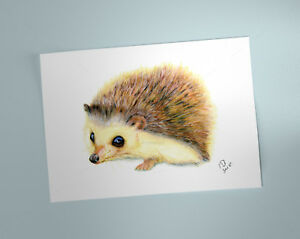 300x239 Cute Hedgehog Print Of Watercolour Pencil Drawing Ebay - Cute Hedgehog Drawing