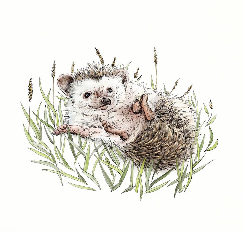 794x794 hedgehog print cute hedgehog art print from an etsy - Cute Hedgehog Drawing