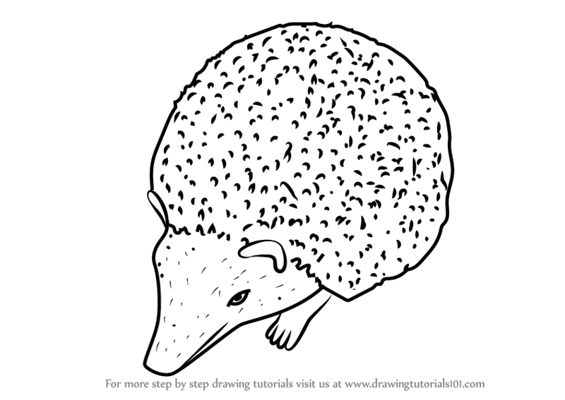800x567 Learn How To Draw A Cute Hedgehog - Cute Hedgehog Drawing