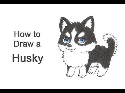480x360 How To Draw A Dog - Cute Husky Drawing