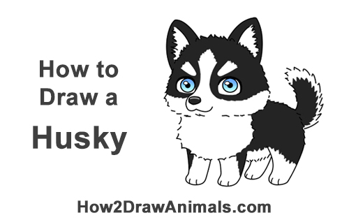 500x315 How To Draw A Dog - Cute Husky Drawing