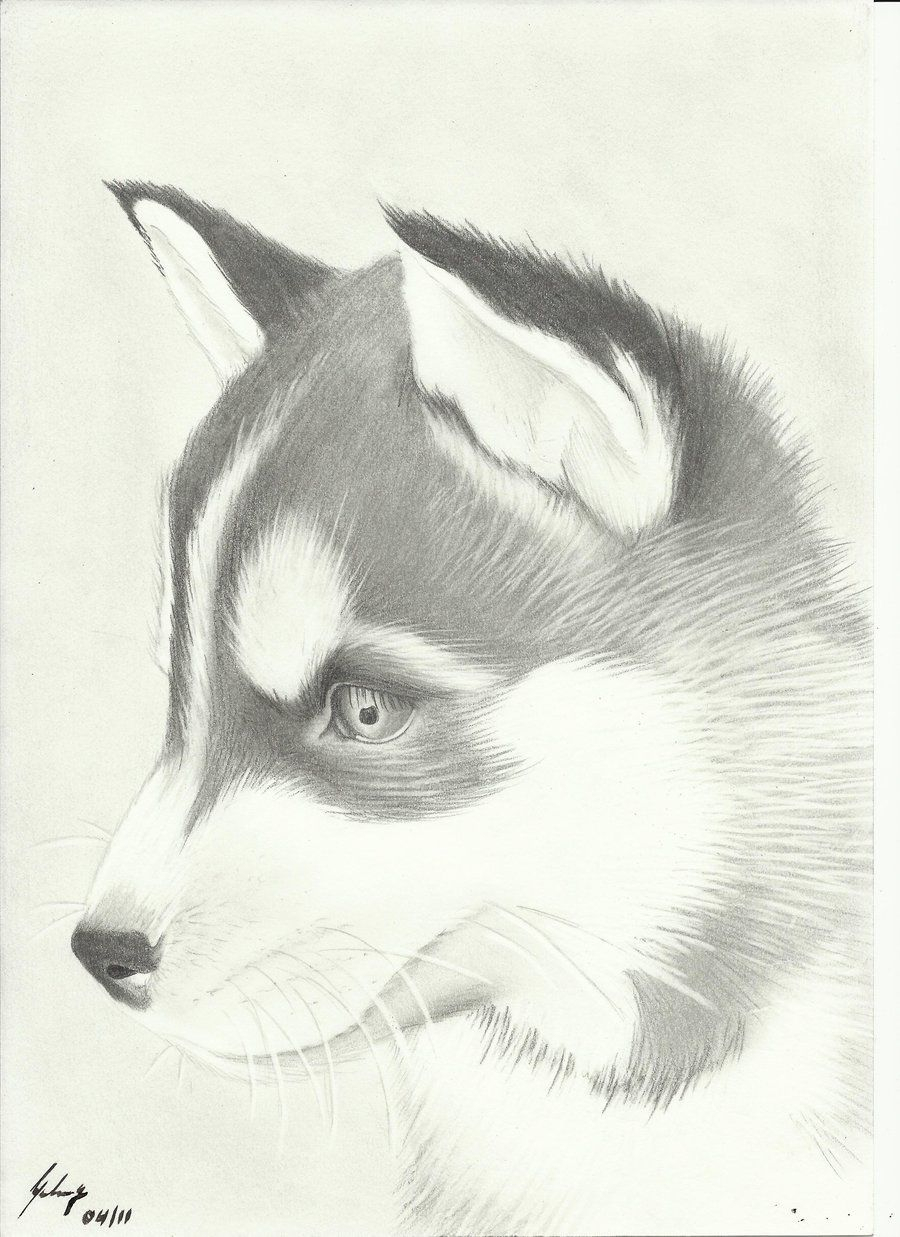 900x1237 husky sketch drawings and cute husky drawing amazing wallpapers - Cute Husky Drawing