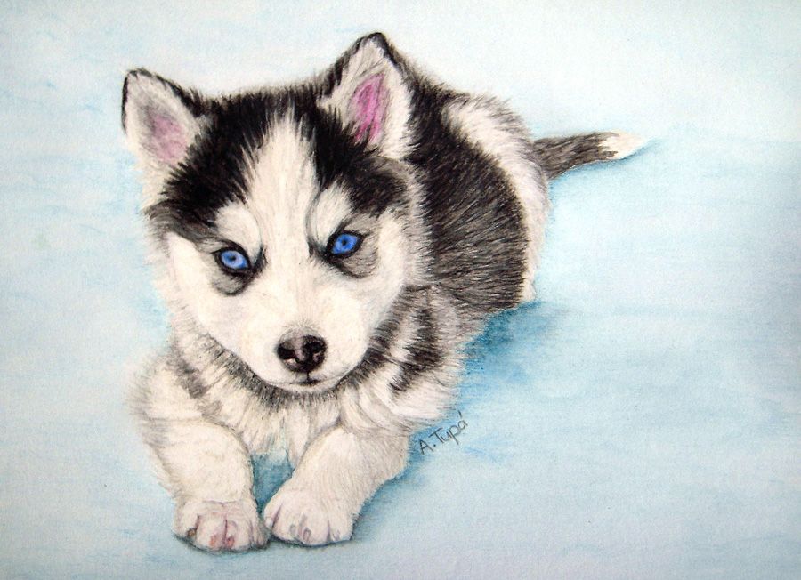 900x652 Husky Puppy - Cute Husky Drawing