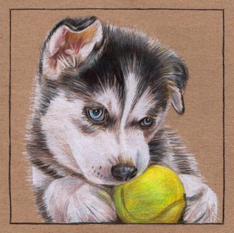 800x798 Animal Drawings Puppy Drawing, Cute - Cute Husky Drawing