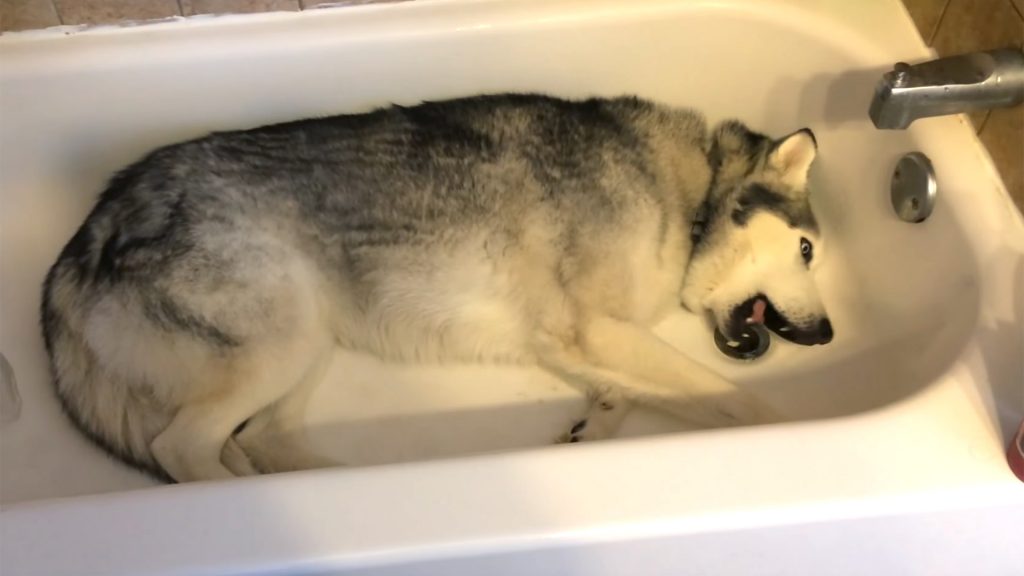 1024x576 Cute Husky Throws A Temper Tantrum Because He Wants To Bathe - Cute Husky Drawing