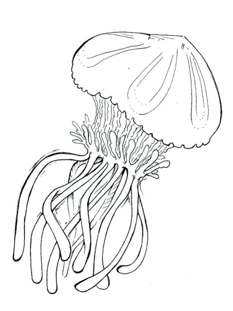 768x1024 Cute Jellyfish Drawing At Getdrawings Free For Personal Use - Cute Jellyfish Drawing