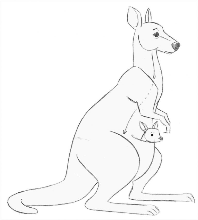 768x853 How A From Rhingforkidscom Step Cute Kangaroo To Draw - Cute Kangaroo Drawing