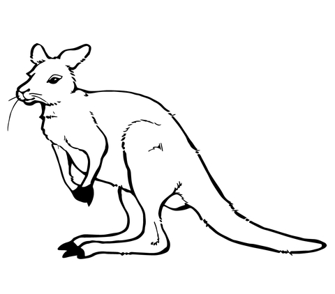 480x422 Click To See Printable Version Of Cute Kangaroo Coloring - Cute Kangaroo Drawing