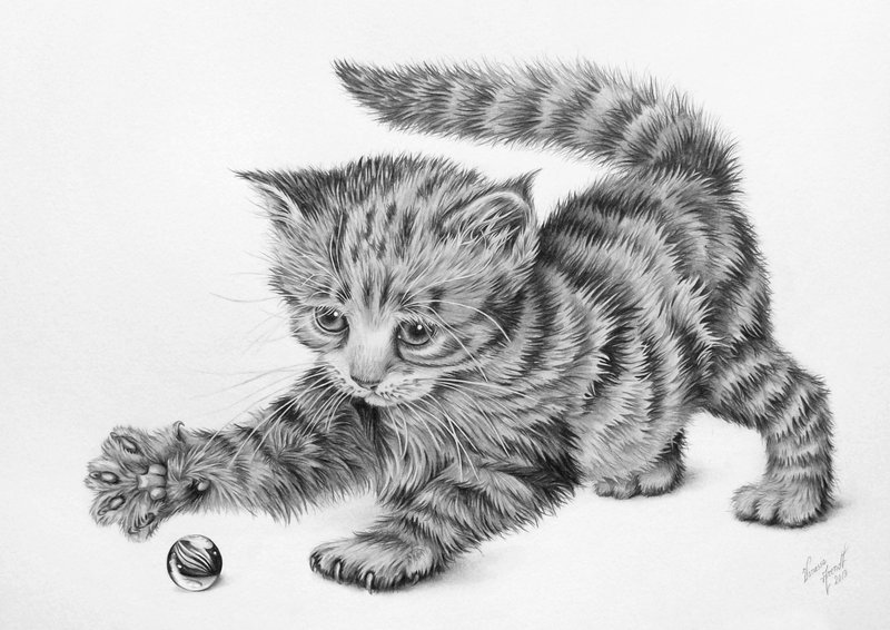 800x566 Huge Collection Of 'cute Kitten Drawing' Download More Than - Cute Kitty Drawing