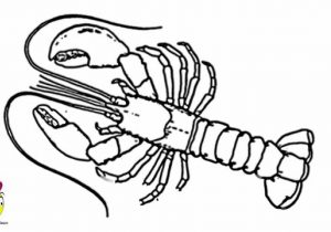 300x210 lobster cartoon drawing cute lobster cartoon royalty free cliparts - Cute Lobster Drawing