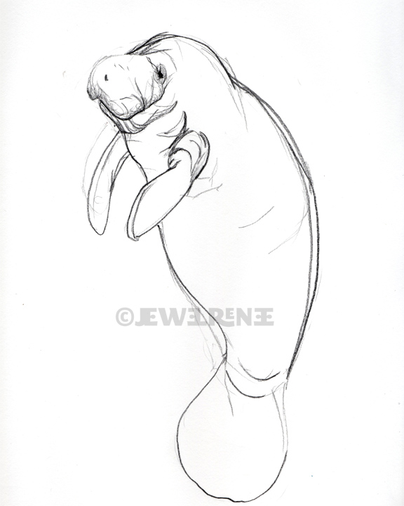 576x720 cute manatee drawing at com free for personal use cu on manatee - Cute Manatee Drawing