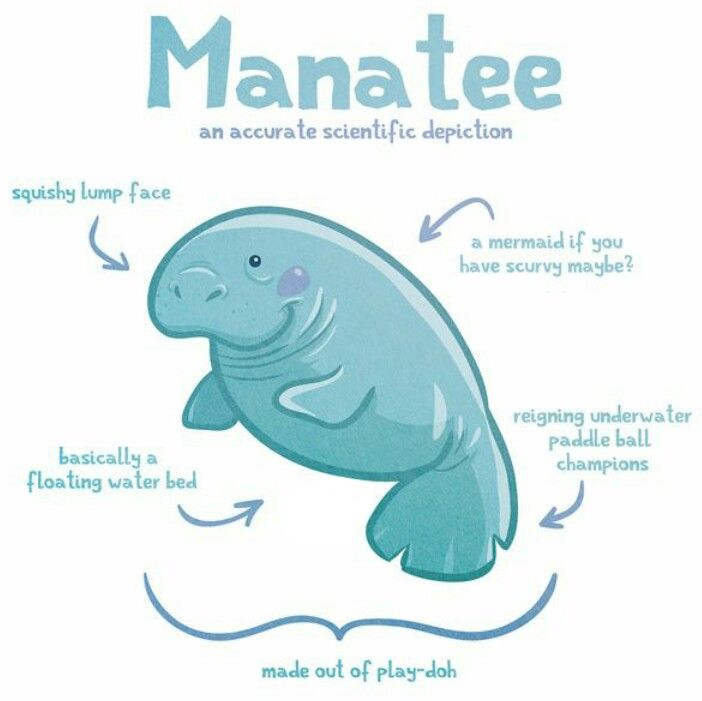 702x701 cute scientific depiction of the manatee manatees manatee - Cute Manatee Drawing