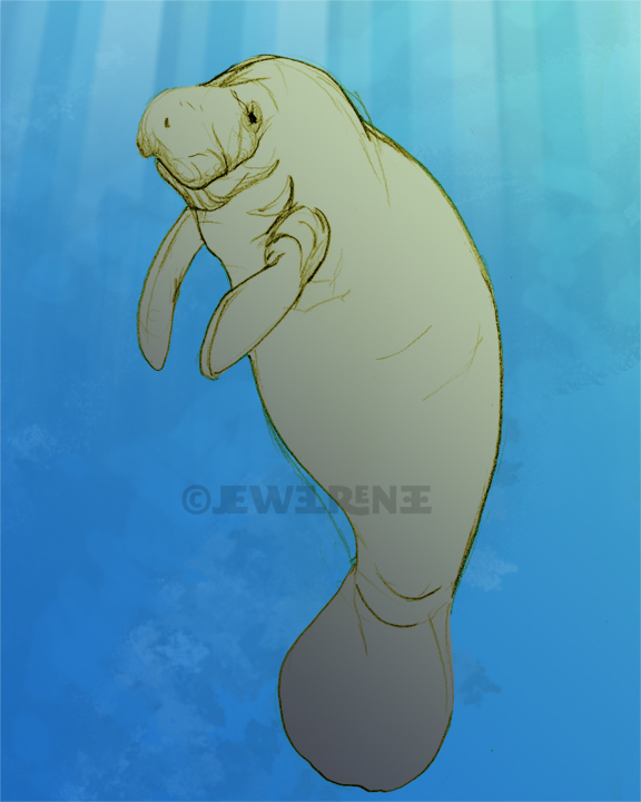 576x720 jewel renee illustration baby manatee color in progress - Cute Manatee Drawing