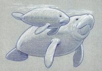 200x140 manatee drawing cute manatee drawing - Cute Manatee Drawing