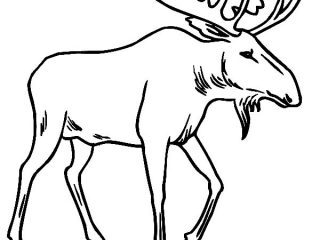 320x240 drawings of moose funny moose drawing - Cute Moose Drawing