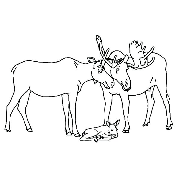 600x600 moose coloring pages unusual cute moose coloring pages photos - Cute Moose Drawing