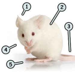 250x250 Drawing A Cartoon Mouse - Cute Mouse Drawing