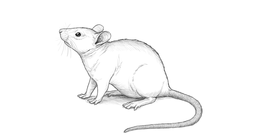 850x458 How To Draw A Mouse - Cute Mouse Drawing