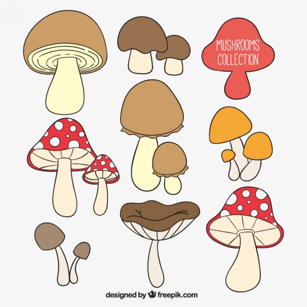 626x626 hand drawn mushrooms collection vector free download - Cute Mushroom Drawing
