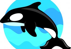 300x210 cute orca clipart the clipart - Cute Orca Drawing