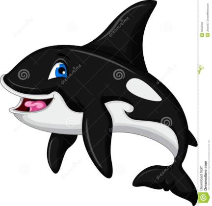 432x420 cute orca drawing - Cute Orca Drawing