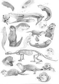 188x268 Cute Otter Drawing - Cute Otter Drawing