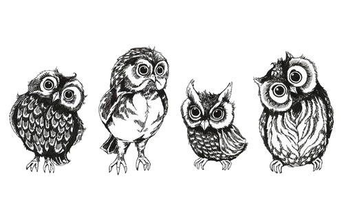 500x324 Drawing Art Cute Birds Owls Transparent Cute Owls Owl Drawing - Cute Owl Drawing
