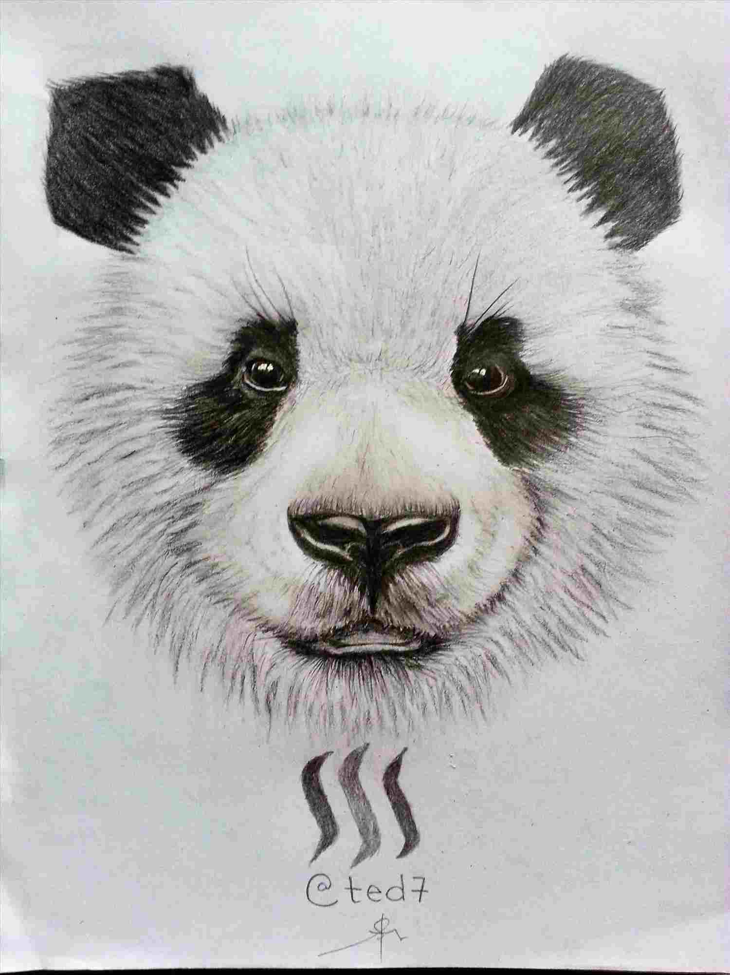 Cute Panda Bear Drawing at PaintingValley.com | Explore collection of ...