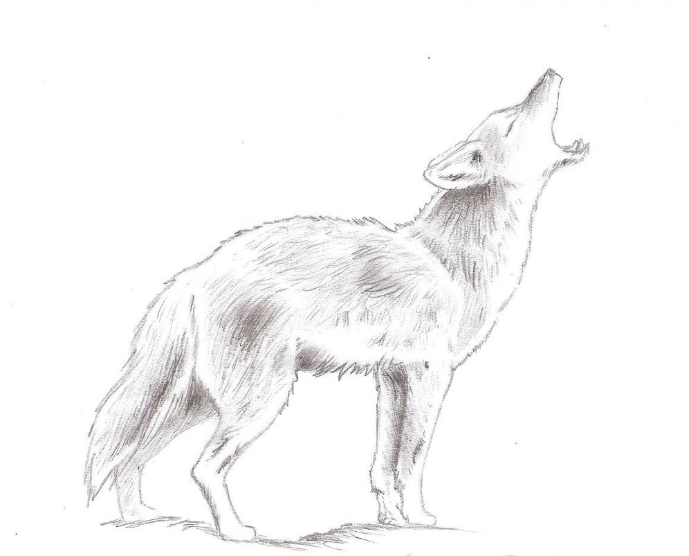 996x803 Cute Panda Drawing Tumblr - Cute Panda Drawing Tumblr