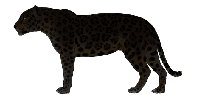 688x334 how to draw big cats lions, tigers, cheetahs, and much more - Cute Panther Drawing