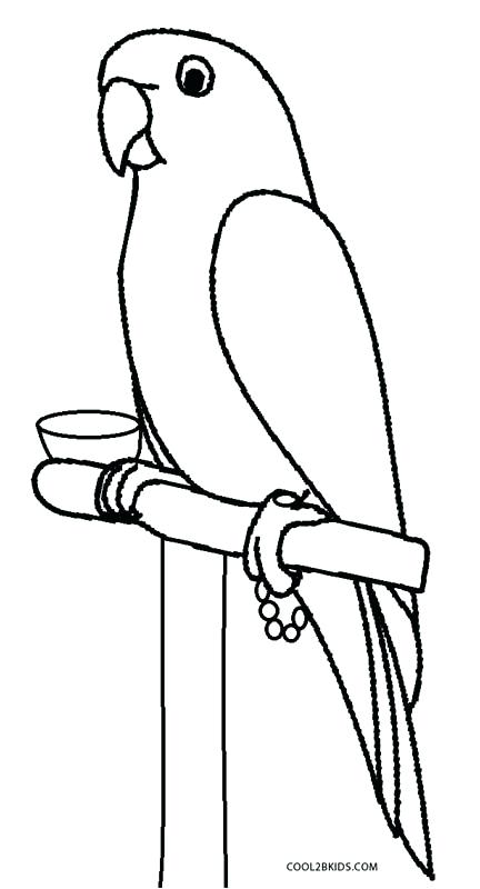 432x800 parrot coloring pages baby parrot coloring pages flying parrot - Cute Parrot Drawing