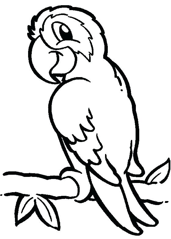 560x781 parrot coloring pages kids coloring parrot coloring pages coloring - Cute Parrot Drawing
