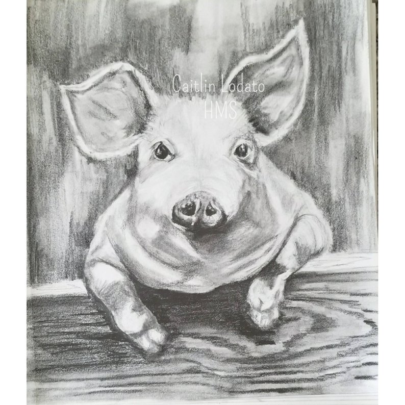 794x794 piggy in pencil pencil drawing of a pig cute pig drawing etsy - Cute Pig Drawing