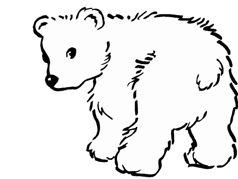 800x600 Polar Bears Coloring - Cute Polar Bear Drawing