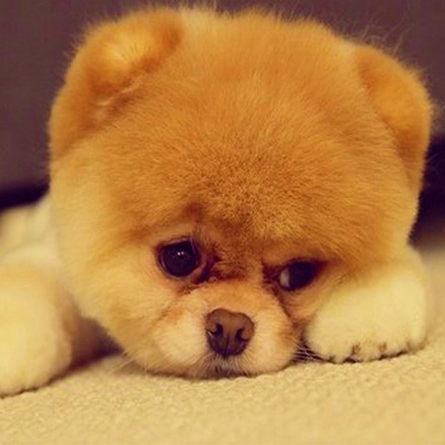 640x640 Cute Puppy Adorable Pet Diamond Painting Cross Stitch Drawing - Cute Puppy Drawing