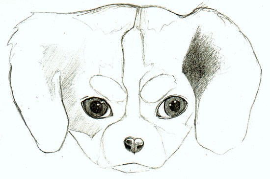 550x366 hoe to draw a puppy steemit - Cute Puppy Eyes Drawing