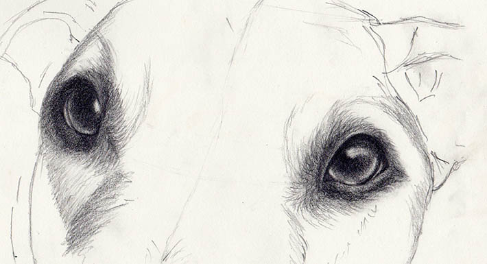 710x385 how to draw dog eyes that look amazingly realistic - Cute Puppy Eyes Drawing