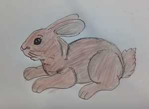 300x219 Cartoon Animals Drawing - Cute Rabbit Drawing