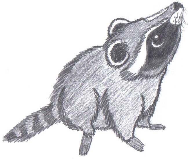 Cute Raccoon Drawing