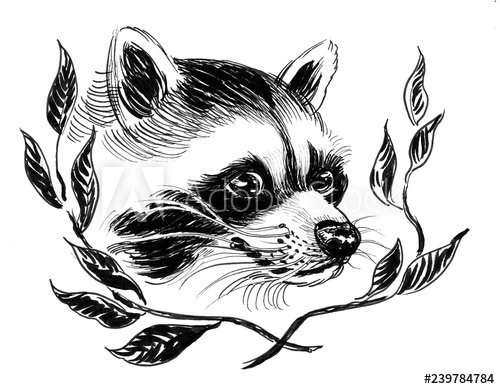 500x389 Cute Raccoon And Tree Branches Ink Black And White Drawing - Cute Raccoon Drawing