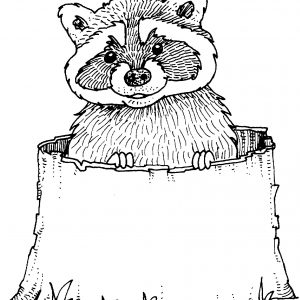300x300 raccoon drawing new cute raccoon drawing at getdrawings - Cute Raccoon Drawing