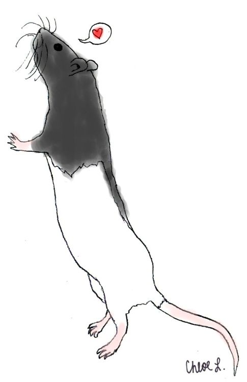 485x750 drawing, black hooded rat, love rats - Cute Rat Drawing