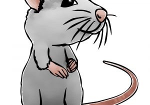 300x210 drawing cartoon rats cartoon cute rat drawing - Cute Rat Drawing